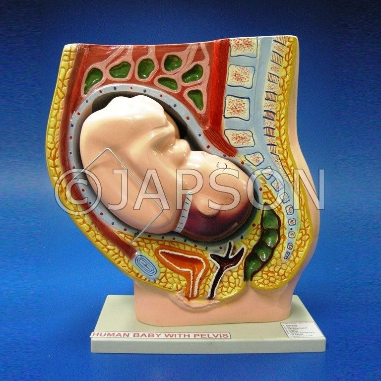 Human Model - Pelvis with Baby Human Model - Pelvis with Baby